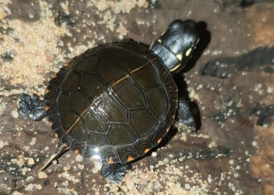 Chrysemys picta marginata Schlüpling Nachzucht Baby