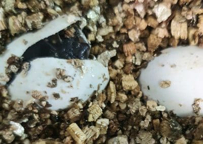 Clemmys guttata Tropfenschildkröte Beim Schlupf Baby Nachzucht