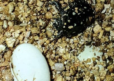 Clemmys guttata Tropfenschildkröte Baby Nachzucht Schlüpfling noch im Inukbator