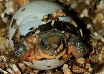 Cuora cyclornata Schlüpling Nachzucht Baby kommt aus dem Ei