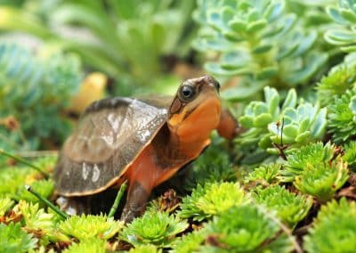 Cuora cyclornata Schlüpling Nachzucht Baby