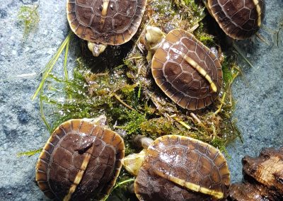 Cuora flavomarginata Nachzuchten Babys Schlüplinge