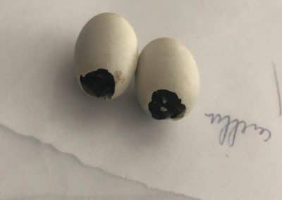 Kinosternon cruentatum zwei Eier
