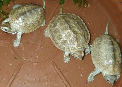 Mauremys caspica Nachzucht Baby Schlüpflinge