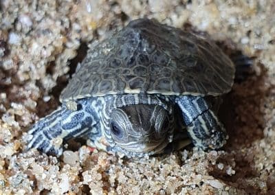 Mauremys caspica aus dem Ei raus Frontansicht