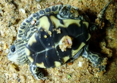 Mauremys caspica Nachzucht Baby Schlüpfling Plastron Unterpanzer