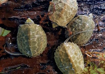 Mauremys japonica haben schon beim Schlupf einen sehr langen Schwanz