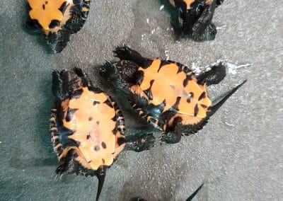 Mauremys nigricans Unterpanzer Plastron