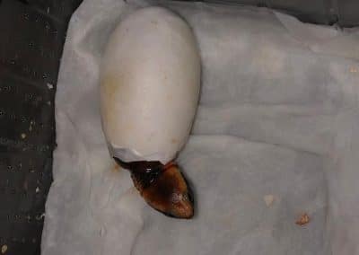 Platemys platycephala Schlüpfling Nachzucht Baby hat schon den Kopf aus dem Ei