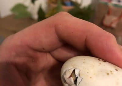 Platemys platycephala Schlüpfling Nachzucht Baby schaut aus dem Ei