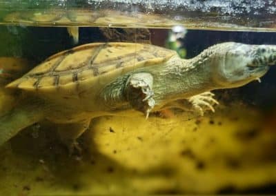 Staurotypus triporcatus - Große Kreuzbrustschildkröte Weibchen im Wasser