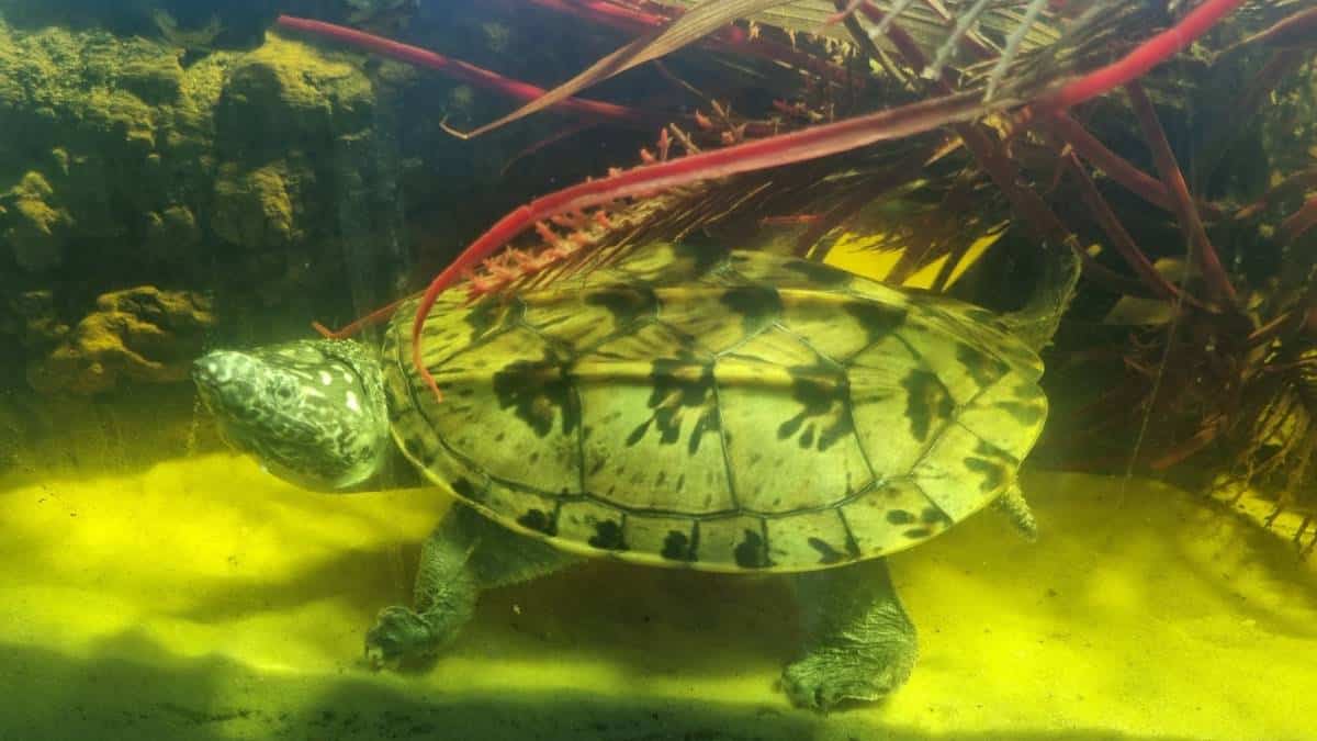 Beschreibung und Informationen zur Haltung einer Staurotypus triporcatus - Große Kreuzbrustschildkröte