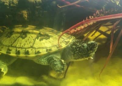 Staurotypus tripocratus - Große Kreuzbrustschildkröte Männchen Bock