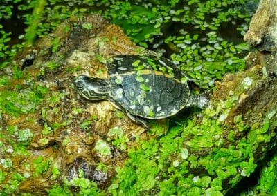 Chrysemys picta dorsalis – Rückenstreifen Zierschildkröte Schlüpflinge Baby Nachzucht 3 Tage alt beim Sonnen