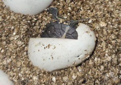 Chrysemys picta dorsalis – Rückenstreifen Zierschildkröte Schlüpfling Baby Nachzucht versteckt sich wieder im Ei