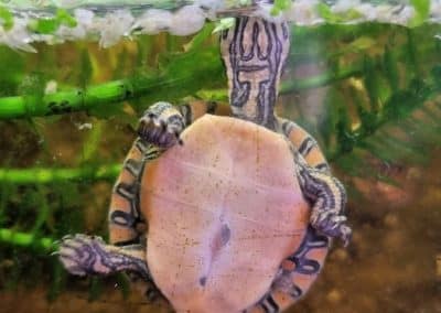 Chrysemys picta dorsalis – Rückenstreifen Zierschildkröte Schlüpflinge Baby Nachzucht 4 Tage alt beim Sonnen