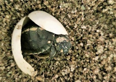Chrysemys picta dorsalis – Rückenstreifen Zierschildkröte Schlüpfling Baby Nachzucht kommt aus dem Ei