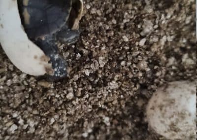 Chrysemys picta dorsalis – Rückenstreifen Zierschildkröte Schlüpflinge Baby Nachzucht kommt aus dem Ei