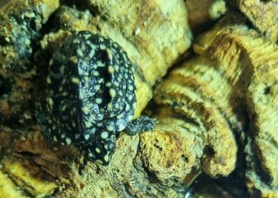 Geoclemys hamiltonii Schlüpfling Nachzucht Baby nach Schlupf auf Stück Kork