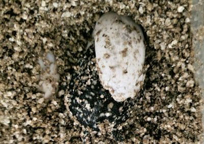 Geoclemys hamiltonii Schlüpfling Nachzucht Baby kämpfts ich aus dem Ei