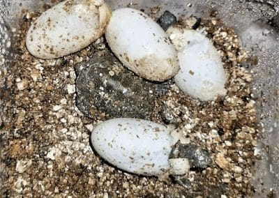Mauremys japonica japanische Sumpfschildkröte Schlüpflinge Nachzuchten Babys kommen frisch aus dem Ei