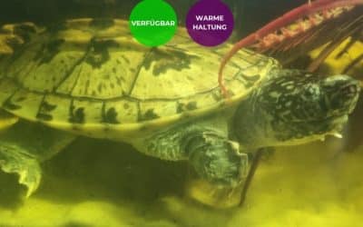 Staurotypus tripocratus – Große Kreuzbrustschildkröte Erwachsen