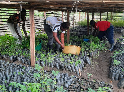 Group of people preparing seedlings