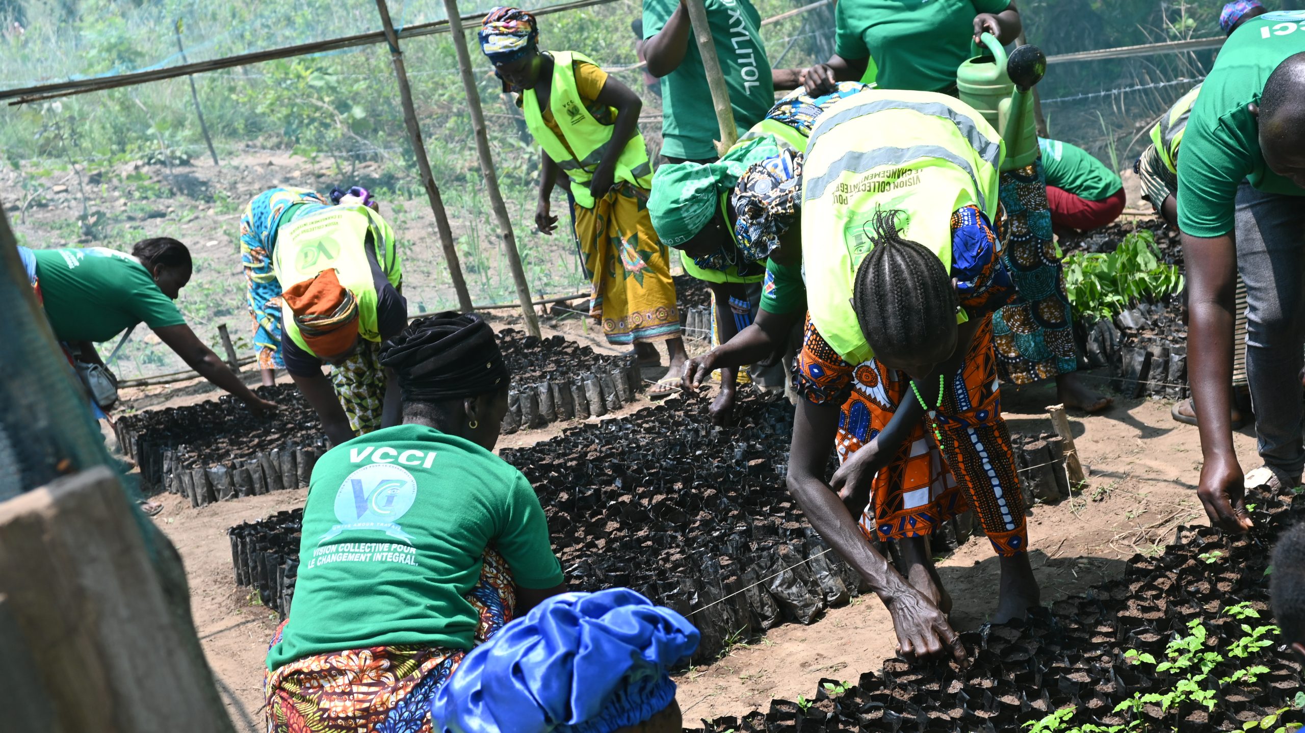 Women members of VCCI plant native tree seedlings at the Ramogi nursery, Chefferie des Mokambo, Mahagi Territory, Ituri Province, DRC — part of Environmental Defenders' Albertine Rift reforestation program on the Lendu Plateau