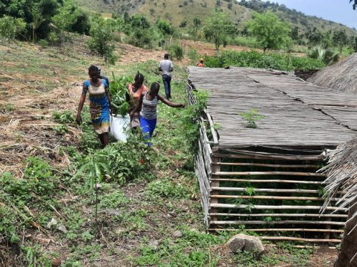 The staff of environmental defenders removing seedlings from nursery ready for planting in the field