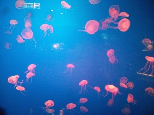 Jellyfish