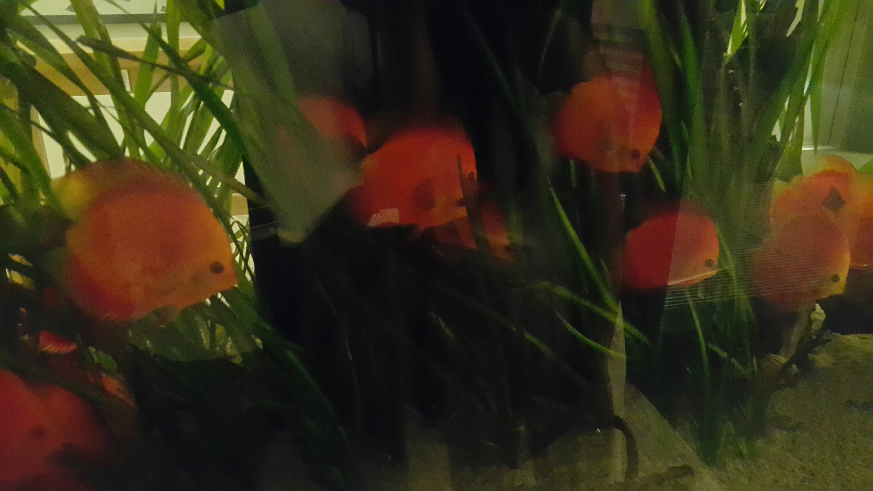 Schlafende Fische