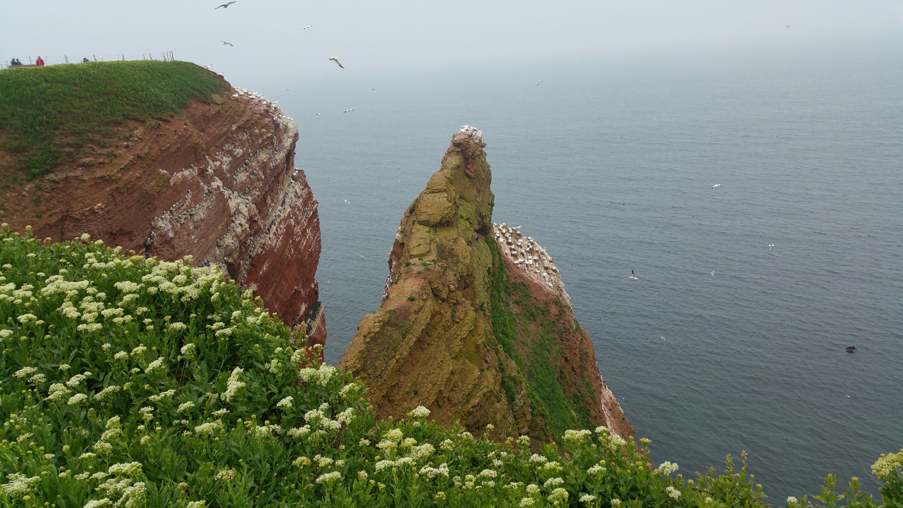 Blick aufs Meer vom Klippenrand Helgoland