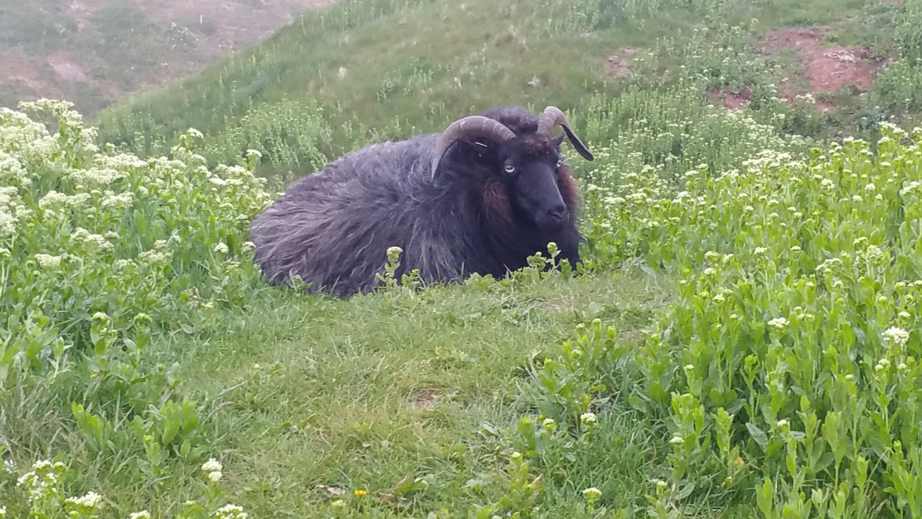 Alt img Heidschnucke als "Rasenmäher" am Klippenrand von Helgoland