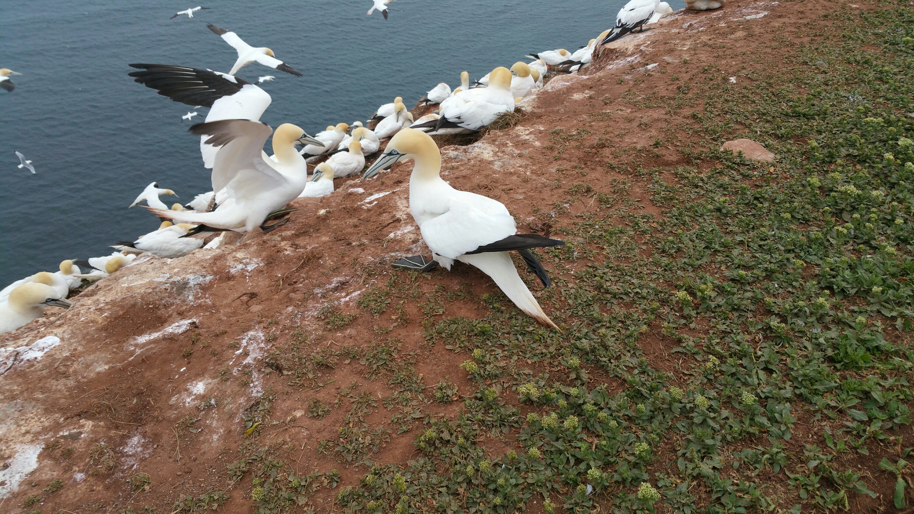 Alt img Basstölpel am Klippenrand von Helgoland