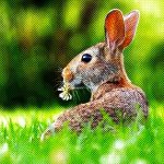 rabbit image