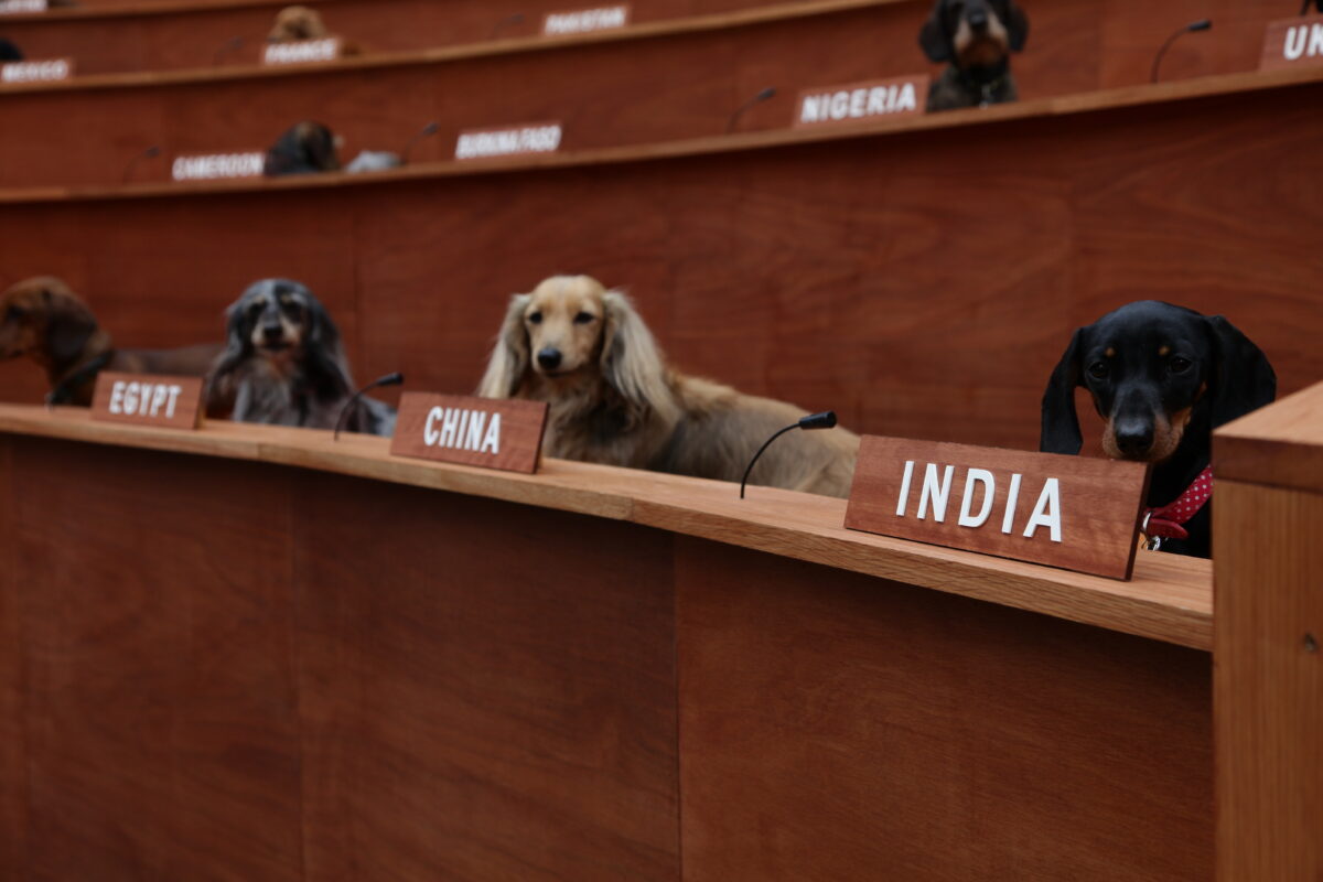 A group of dachshund dogs sit behind wooden benches. Each dog has the name of a country on a plaque in front of them.