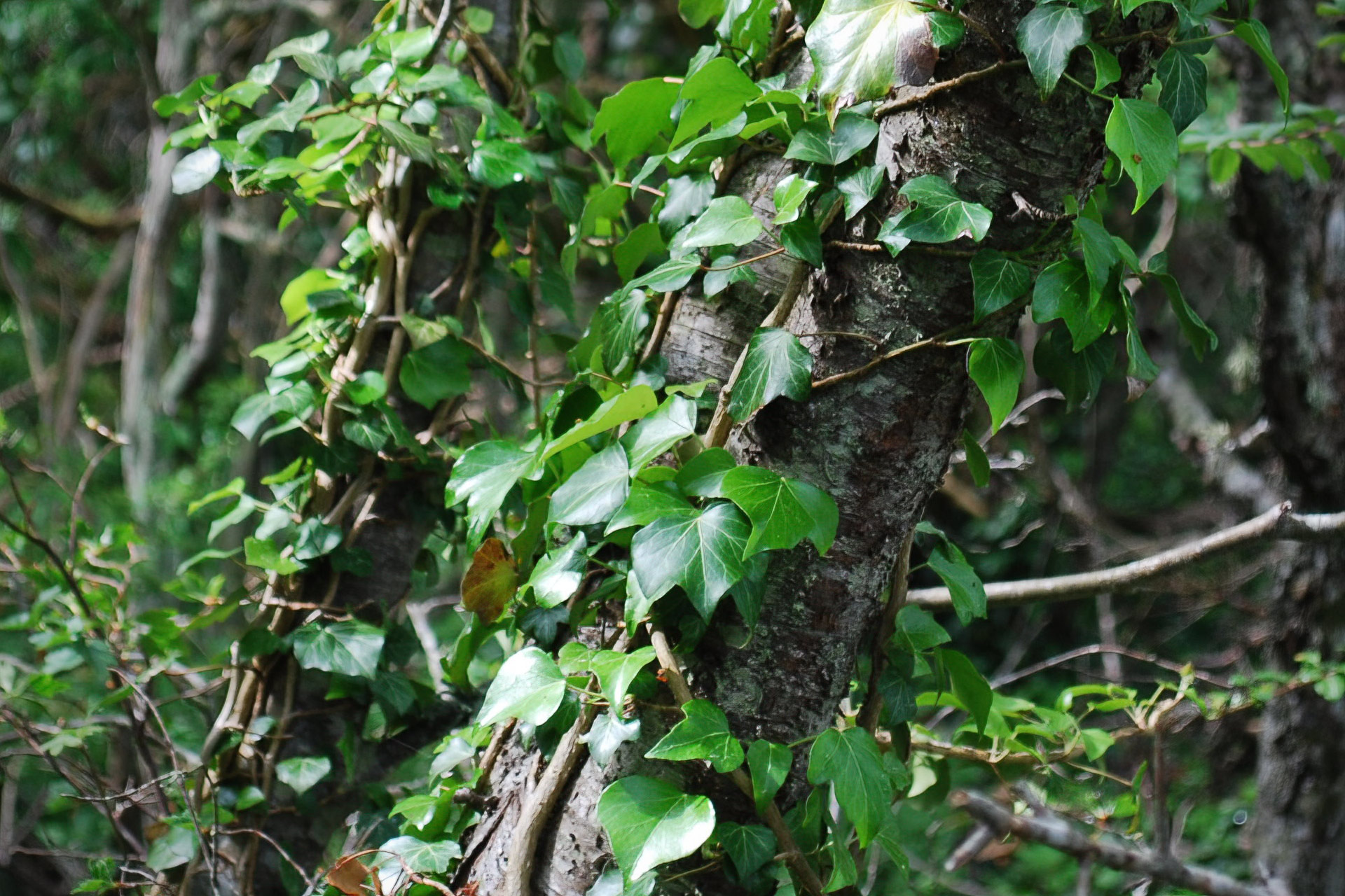 Murgröna (Hedera helix) – SIGNALARTER