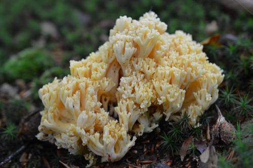 Korallfingersvampar