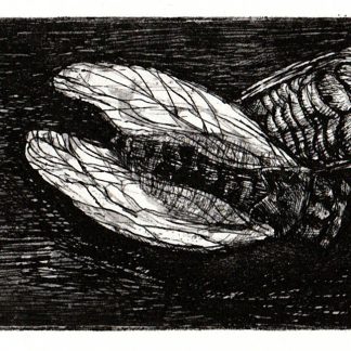 "Two Insects", Bruno Nadalin (US) | BRNA 180/1188/4
