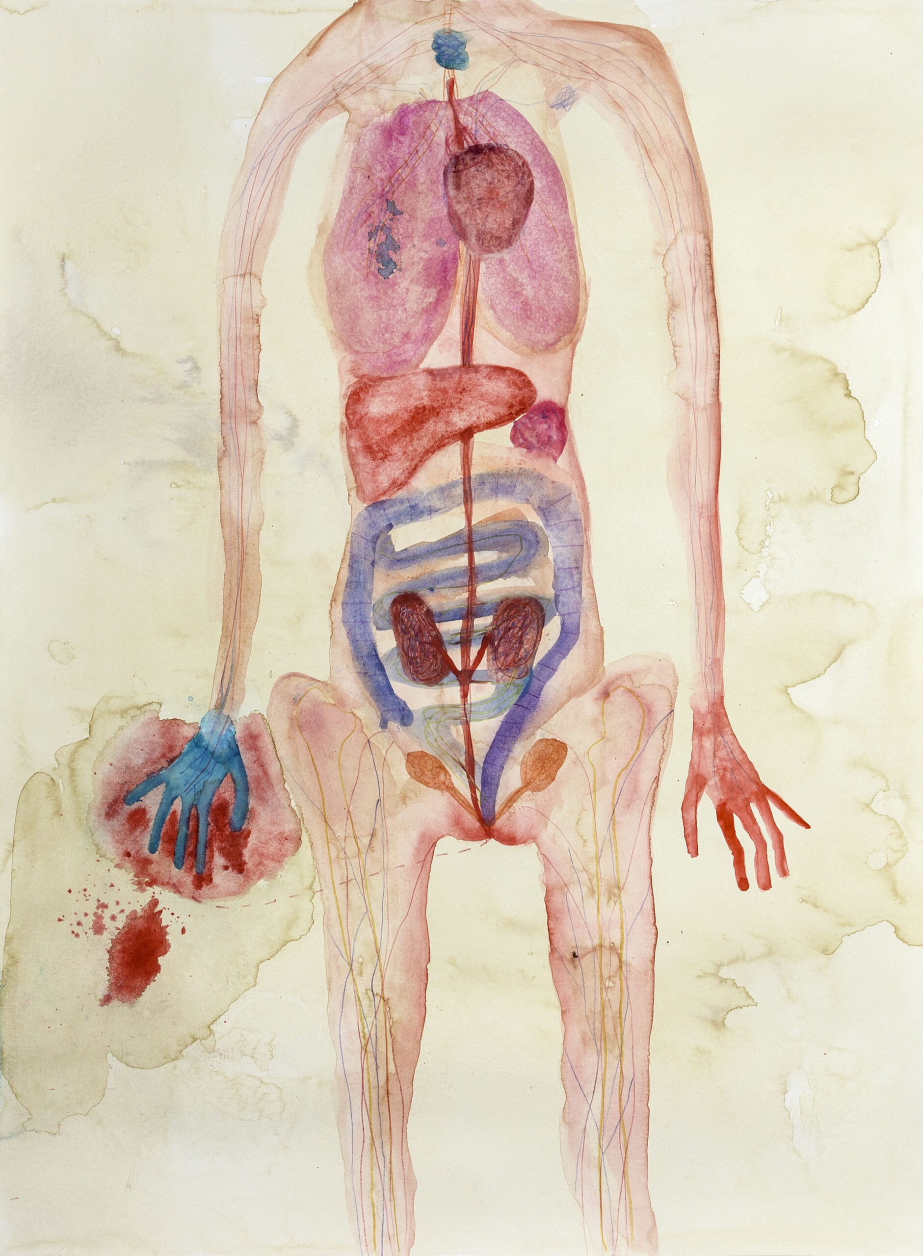 Giulia Seri (IT), Tavola Anatomica