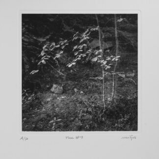 Carles Mitjà (ES), "Tree #9"