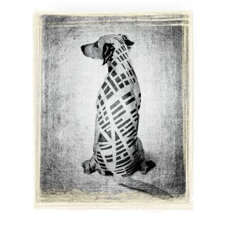 "Allegories Street Dog", Peter Boyadjieff (CAN)