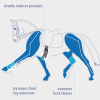 Prolite Anatomische dressuursingel bewegingsvrijheid