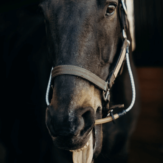 ThinLine-Busy-Buddy-Horse-Calmer-e1648561889727