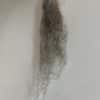 Jacob's wool (1)