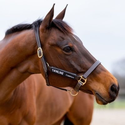 Paard