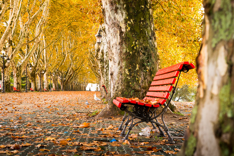 platanen laan Ponte de Lima in de herfst