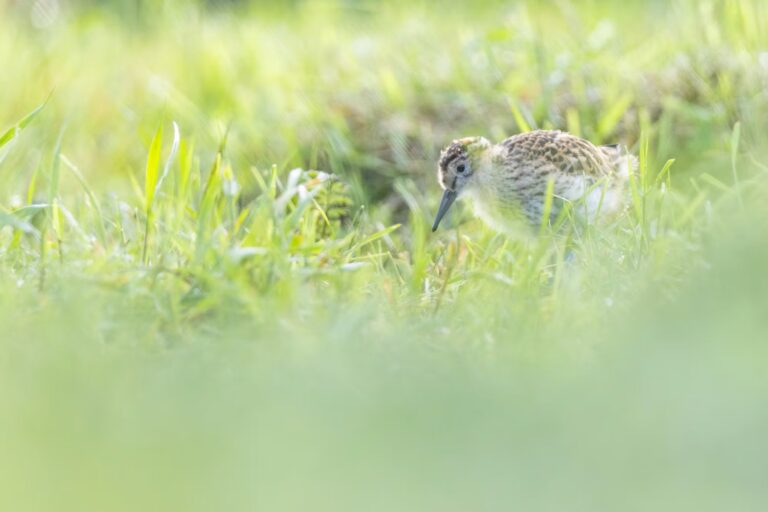 Report Southern Dunlin 2025