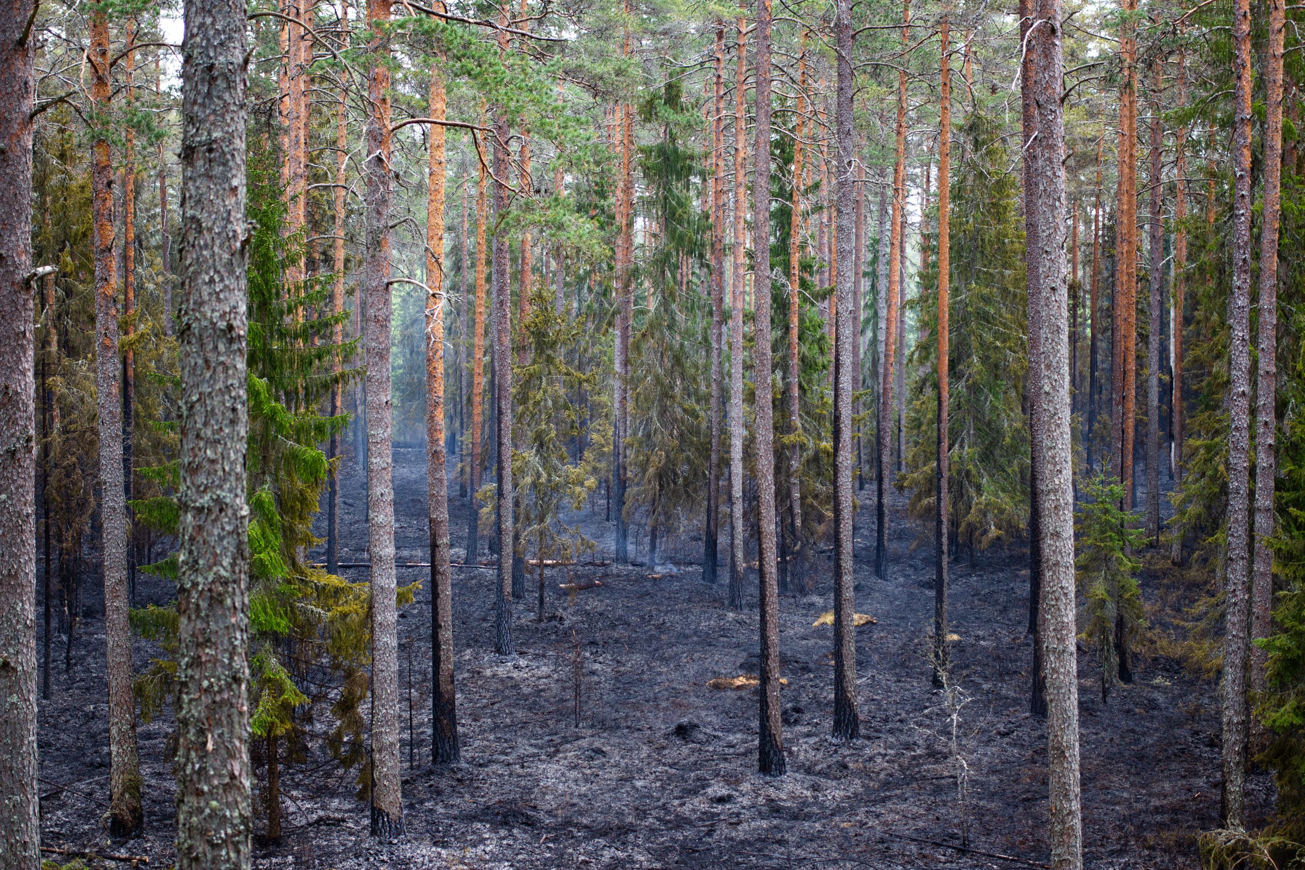 naturvårdsbränning