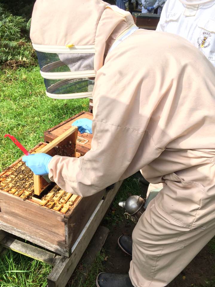 Training Apiary – Westerham Beekeepers
